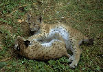 Image de deux petits lynx qui se chamaillent.