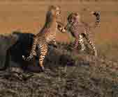 Image de deux guépards en train de se battre.