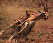 Image d'un guépard coursant une gazelle.