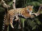 Image d'un jaguar dormant sur une branche.