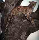 Image d'un léopard couché sur une branche.