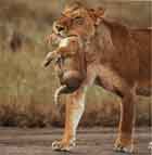 Image d'une lionne déplaçant son lionceau dans sa gueule.