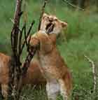 Image d'un lionceau jouant avec une branche.