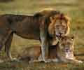 Image d'un lion et d'une lionne en période de parade.