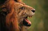Image d'un lion grognant.