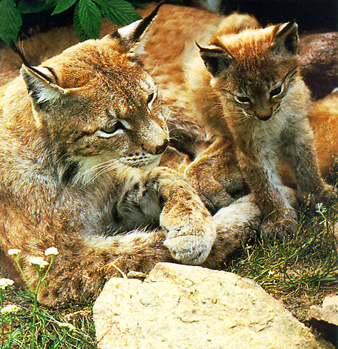 Ces petits lynx apprennent à chasser avec leur maman