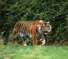 Image d'un tigre rodant dans une plaine.