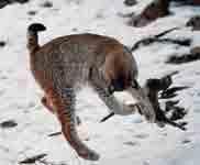 image d'un lynx qui bondit sur un lapin