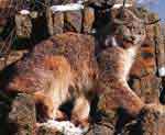 Image d'un lynx du canada debout sur un rocher.