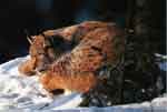 Image d'un lynx dormant roulé en boule dans la neige.