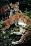 Image d'une maman lynx faisant la toilette de son petit.