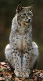 Image d'un lynx d'Eurasie assis fièrement sur un tronc d'arbre.