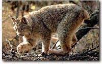 Image d'un lynx marchant sur un tronc