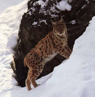 Image d'un lynx debout sur une pente.