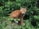 Image d'un petit lynx assis sur un rocher.